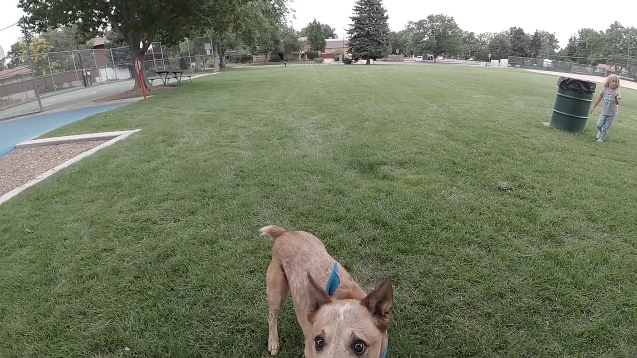 Tan dog starting to move across Colorado park lawn from ground-level angle, blue playground surface at top, no people visible