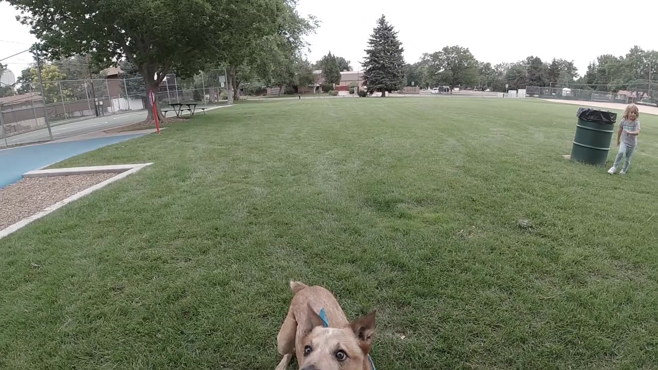 Tan dog wearing visible blue bandana mid-movement on Colorado park lawn, ground-level framing, playground safety surface at left, trees in background, no people visible