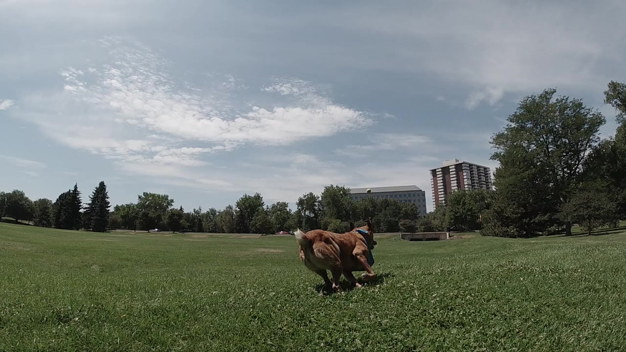 A brown dog runs near the foreground of a Colorado green field, with a tree line, distant buildings, cloudy sky, and no visible people.