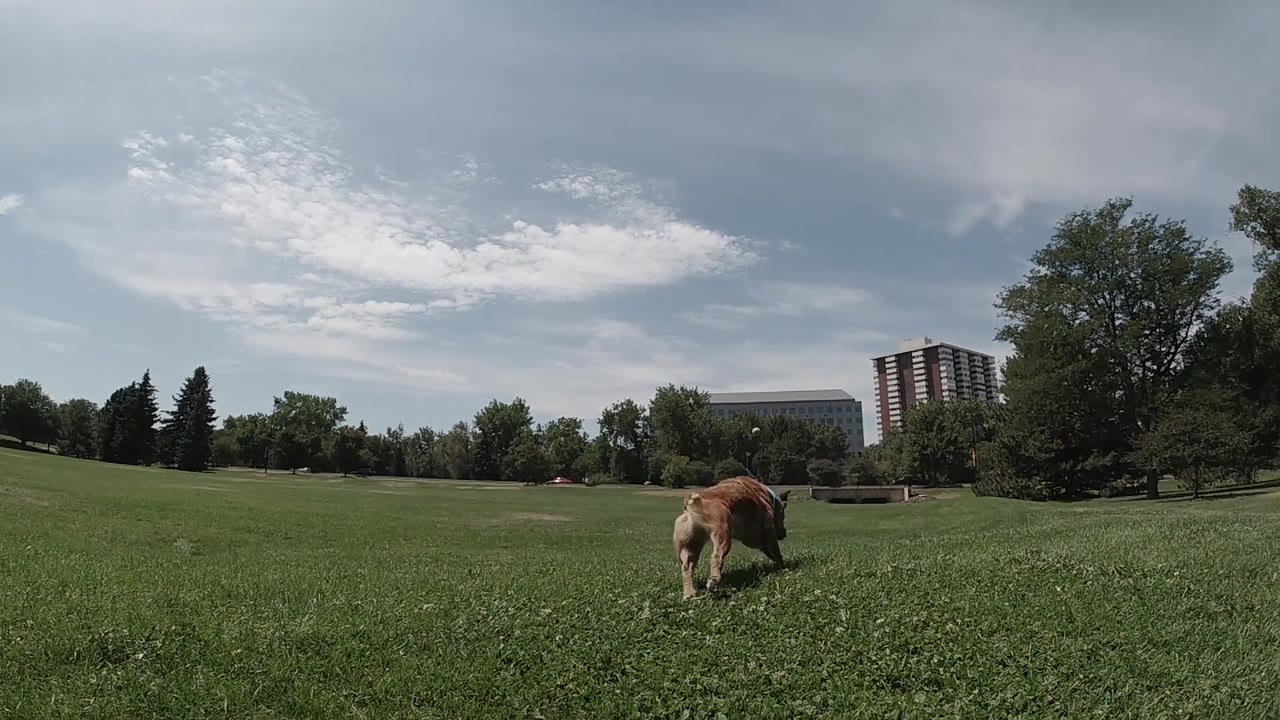 A brown dog moves away across the right side of the Colorado field, leaving more open grass in the foreground under a partly cloudy sky, with no visible people.