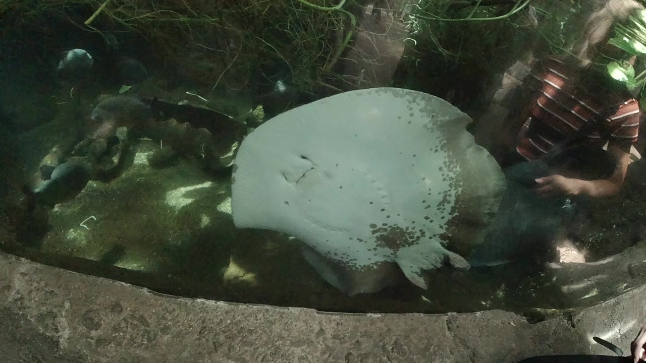 Turtle with large pale greenish-gray shell viewed from directly above in dark algae-tinted water