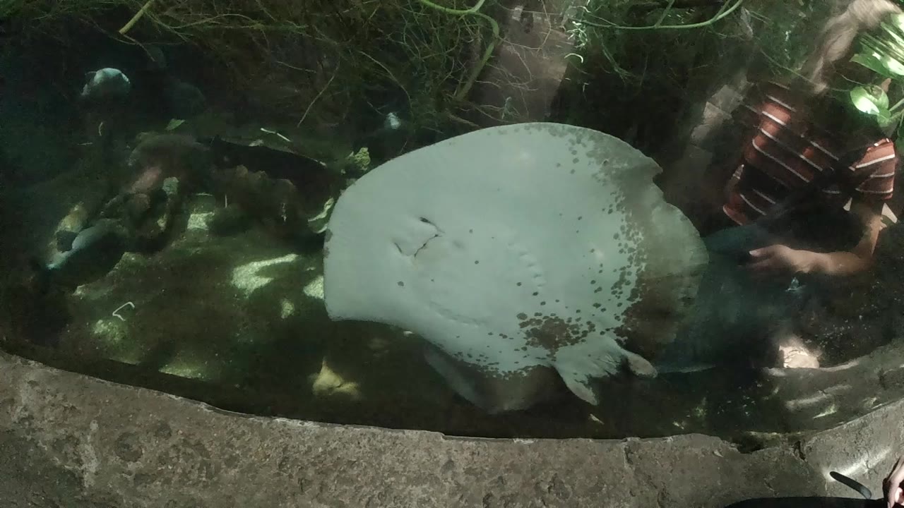Top-down drone view of a large turtle in dark algae-tinted water, concrete curved edge visible on right side, no visible people, Colorado United States