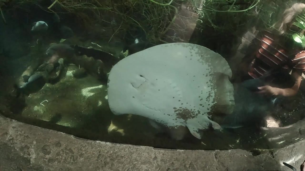 Overhead view of a large turtle with pale rounded shell moving through dark algae-covered water, concrete edge visible at frame right, no visible people