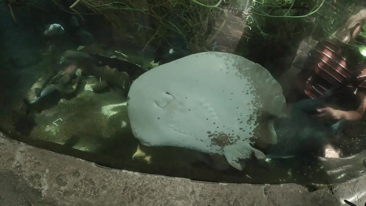 Nadir drone view of a large turtle in dark water with algae, curved concrete edge clearly visible on right side of frame, no visible people, Colorado United States