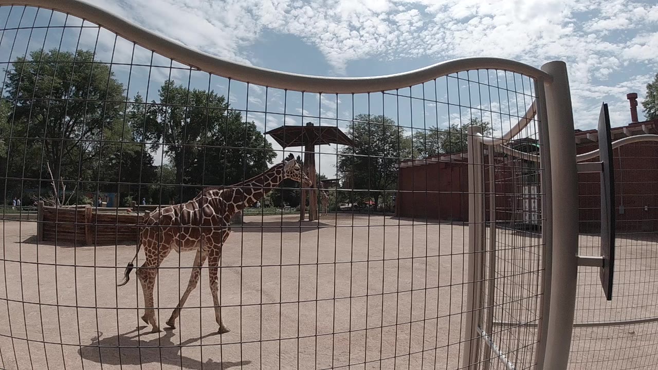 Young giraffe on left side of sandy zoo enclosure walking right behind a large wire mesh gate