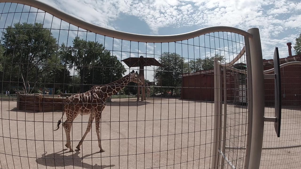 Young giraffe has stepped slightly right in the sandy zoo enclosure, still fully visible behind the wire mesh gate with trees behind; no people visible