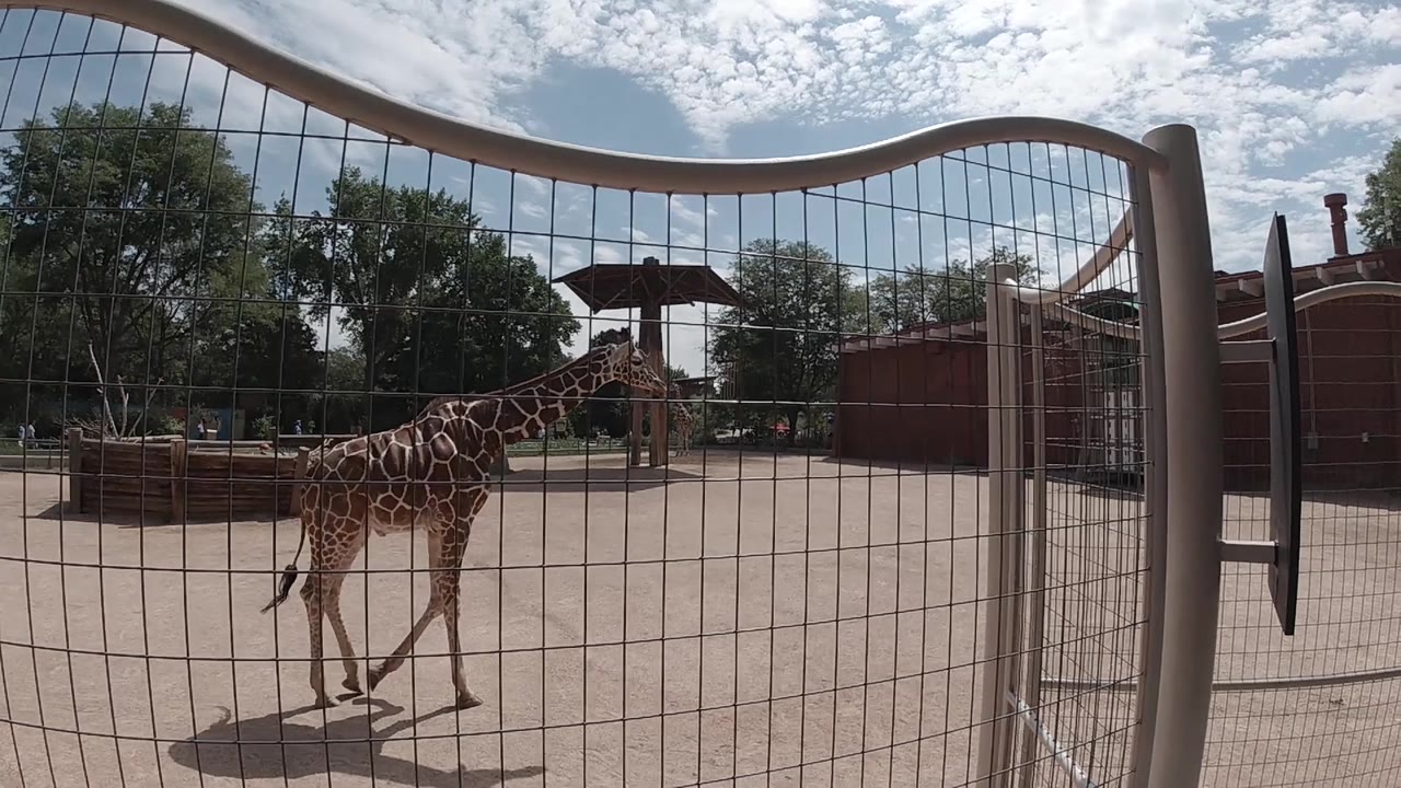 Young giraffe continues its rightward walk behind a wire mesh fence in a sandy Colorado zoo enclosure with trees and a brick structure in background; no people visible