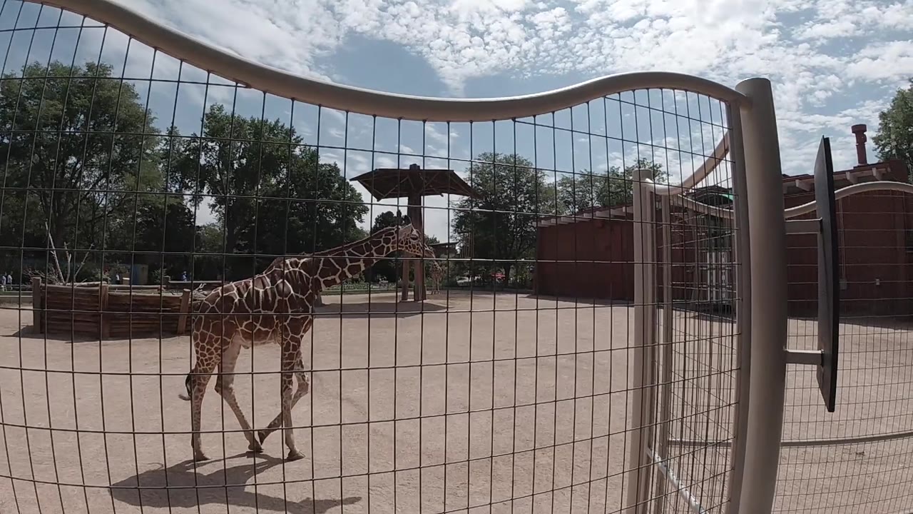 Young giraffe approaches the center of the sandy zoo enclosure behind a wire mesh gate with trees and a brick structure visible behind; no people visible