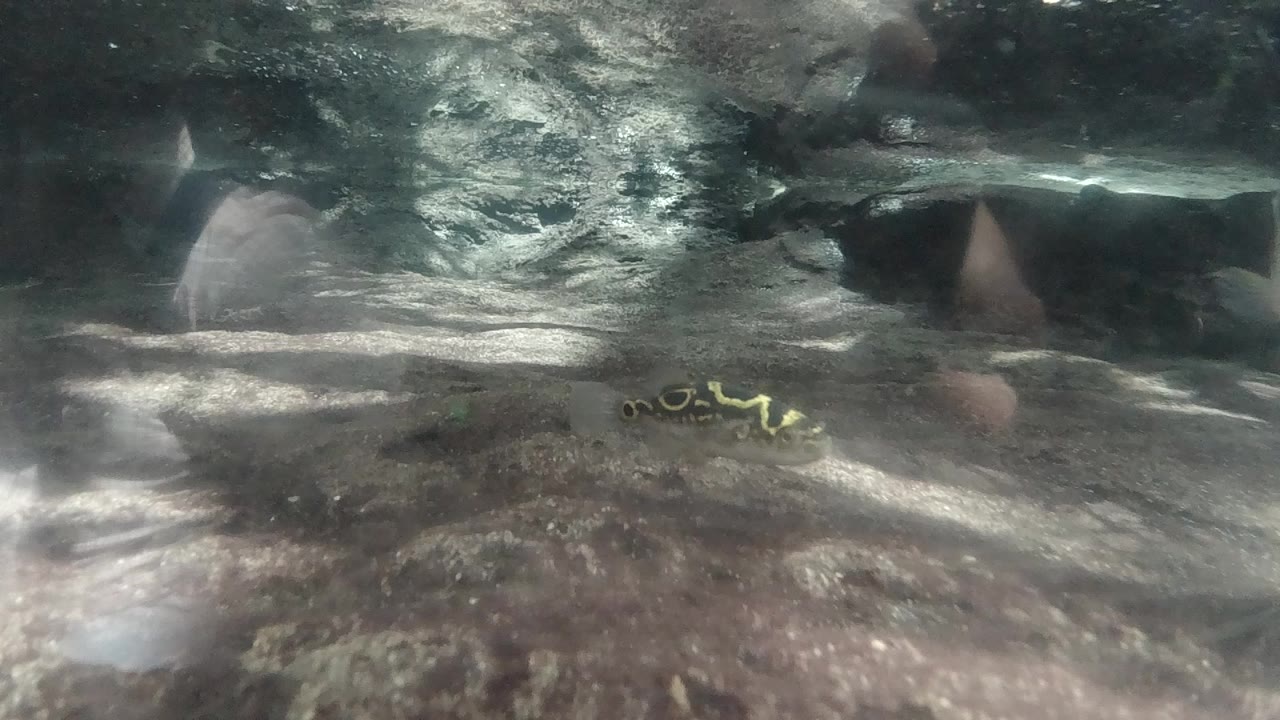 At the start of the Colorado clip, a small striped fish sits low over a rocky or sedimented bottom in greenish murky water, with no visible people.
