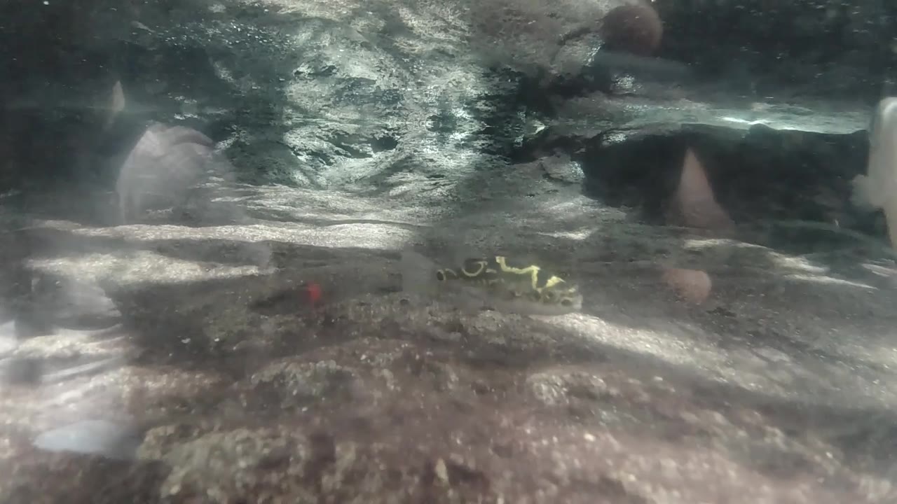 A small striped fish rests near the rocky bottom in murky Colorado water, with a faint red speck visible to the left and no visible people.