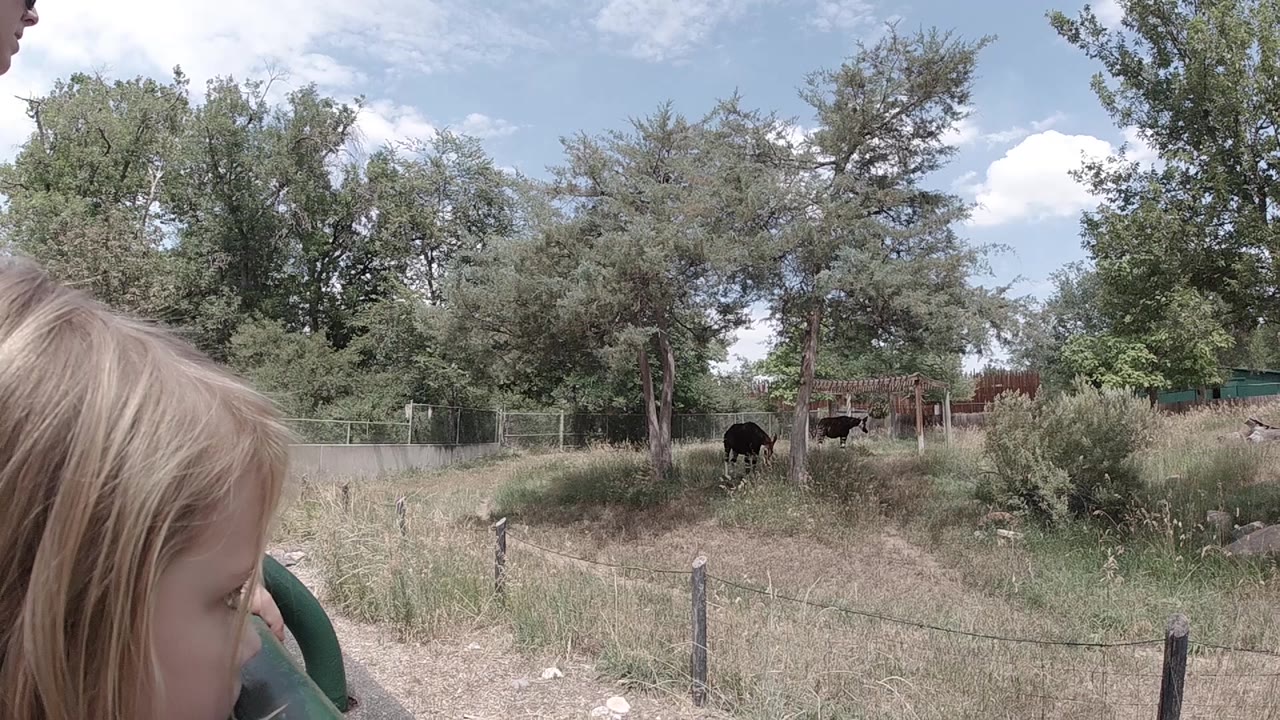 Partial blonde-haired figure at frame left beside a green metal railing, dry Colorado pasture with deciduous trees and wire fence, and black cattle grazing in the middle distance under a partly cloudy blue sky.