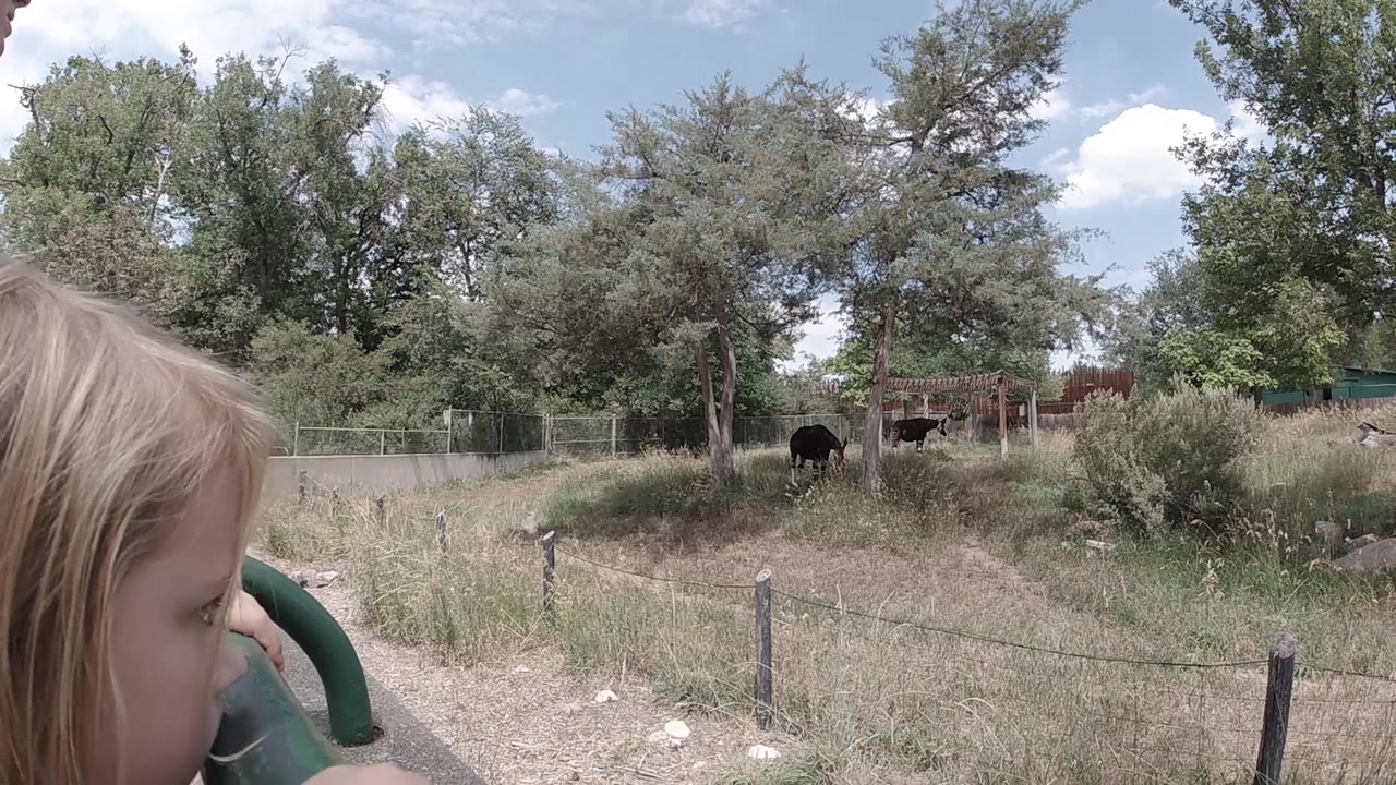 Partial blonde-haired person beside a green metal railing at frame left, dry Colorado pasture with deciduous trees along a wire fence, and dark cattle visible in the background under a blue sky with scattered clouds.