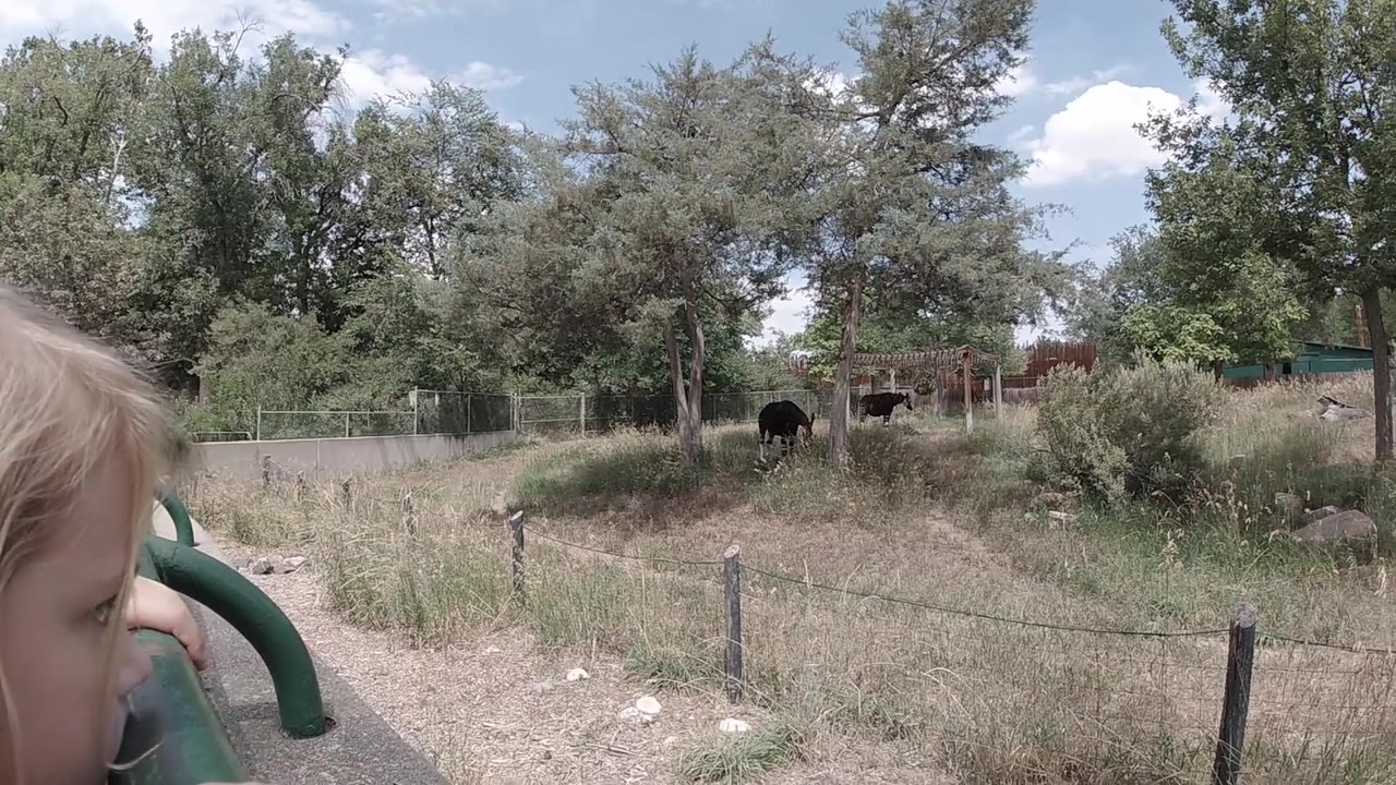 Green metal railing at left, dry grassy pasture, deciduous trees, dark cattle shapes in middle distance, blue sky with clouds.