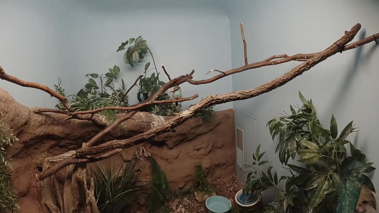 Opening frame of a Colorado indoor reptile terrarium with crossed dry branches, reddish rock structure, artificial plants, pale walls, water dishes, and no visible people.