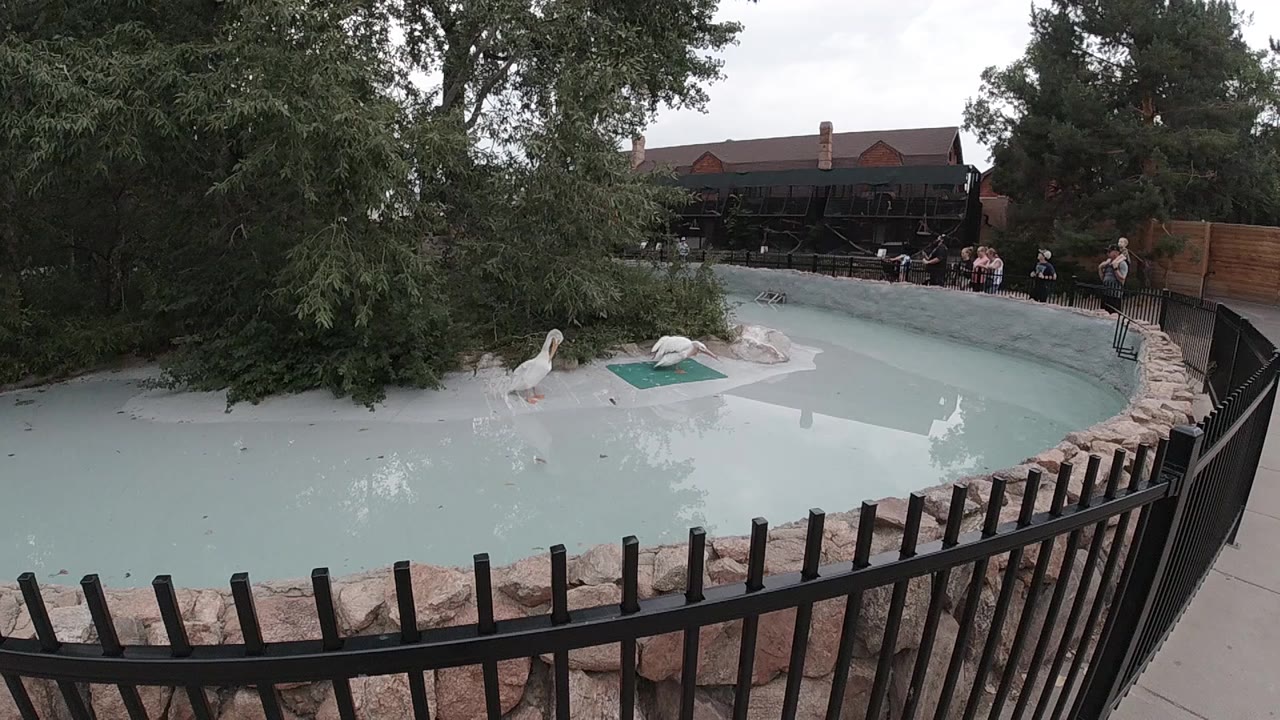 Drone high-angle view of a curved outdoor pool in Colorado with light blue-green water, dark wooden fence along the upper visitor edge, stone retaining wall along the inner curve, and green trees in background; no people visible