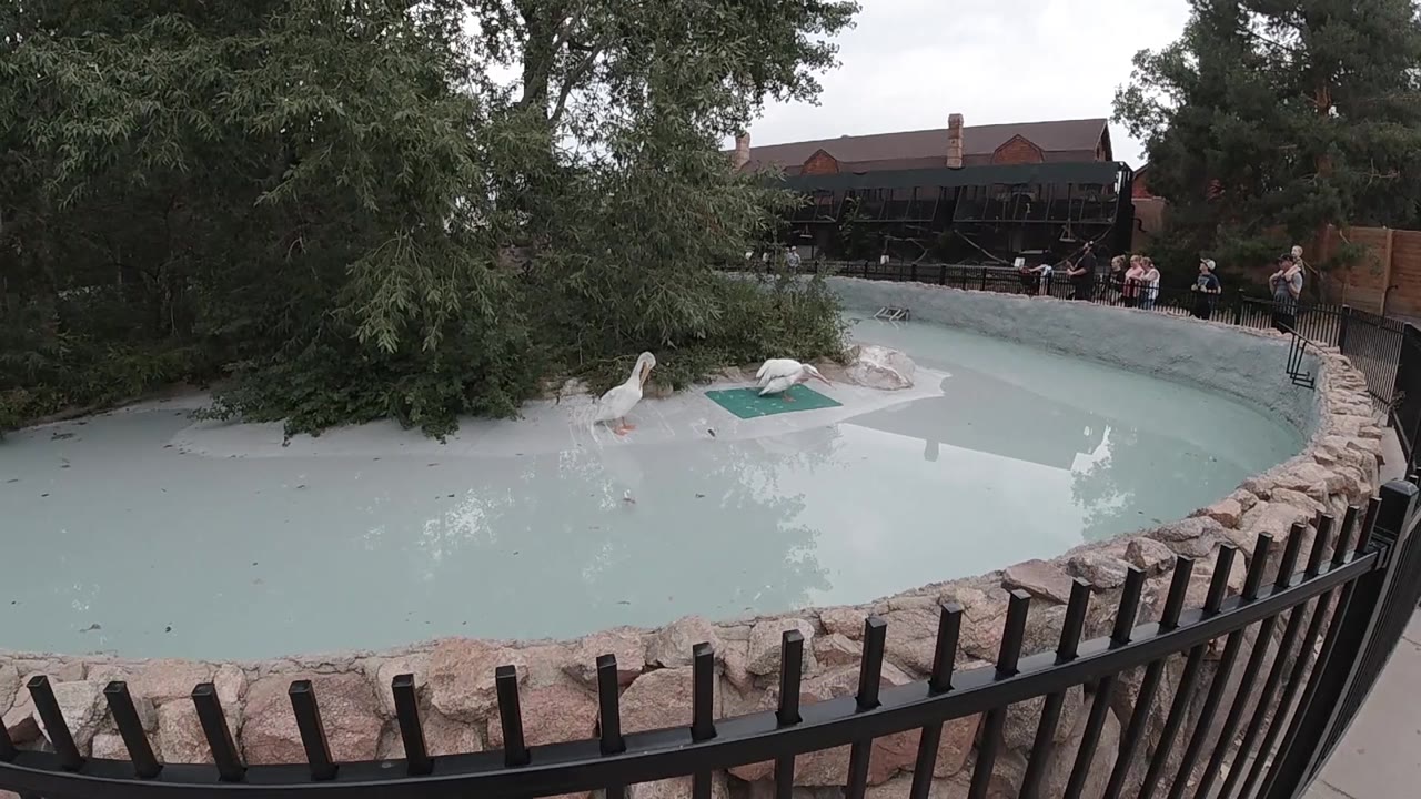 Drone view of curved outdoor pool in Colorado; two small white shapes visible near the right-center of the pool water consistent with the described swans; dark wooden fence at upper edge and stone retaining wall along inner curve; no people visible