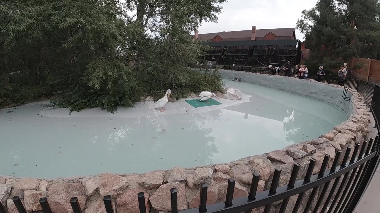 Curved outdoor pool, stone retaining wall prominent on left side, wooden fence at upper right, green trees in background