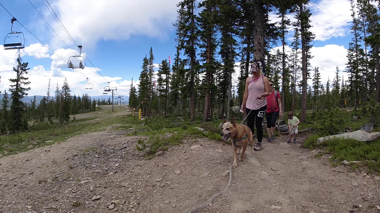 Dog leads a woman and man along a gravel trail through pine trees.