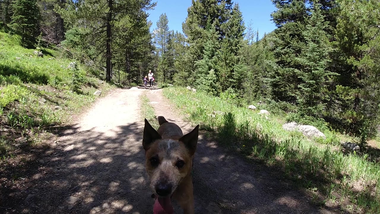 Brown dog moving along a Colorado conifer forest trail, turning its head slightly toward the low camera; no people visible in this frame