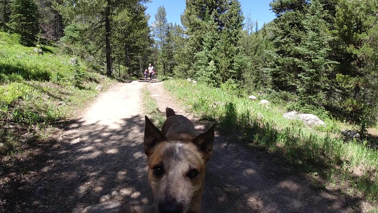 Brown dog facing back toward the low camera on a Colorado forest trail, head and ears filling much of the frame; no people visible