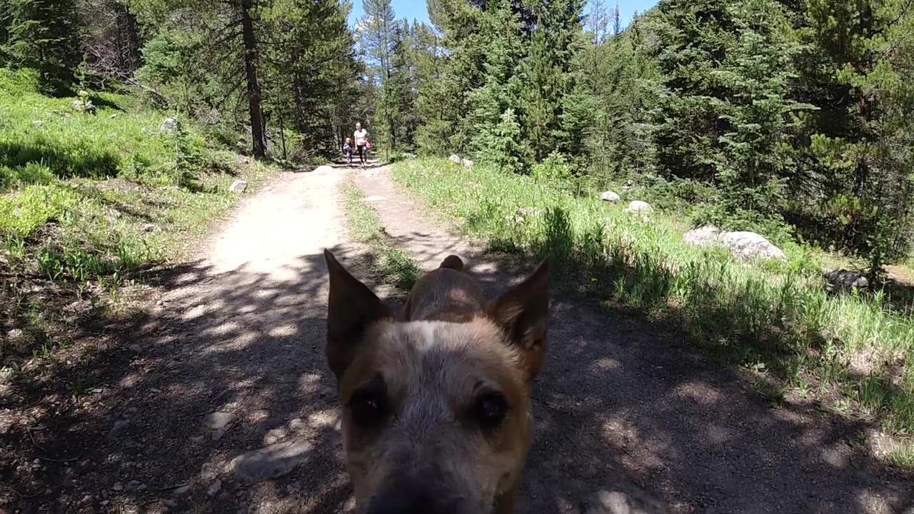 Dog body very close to low camera, dark brown fur filling most of frame, green background