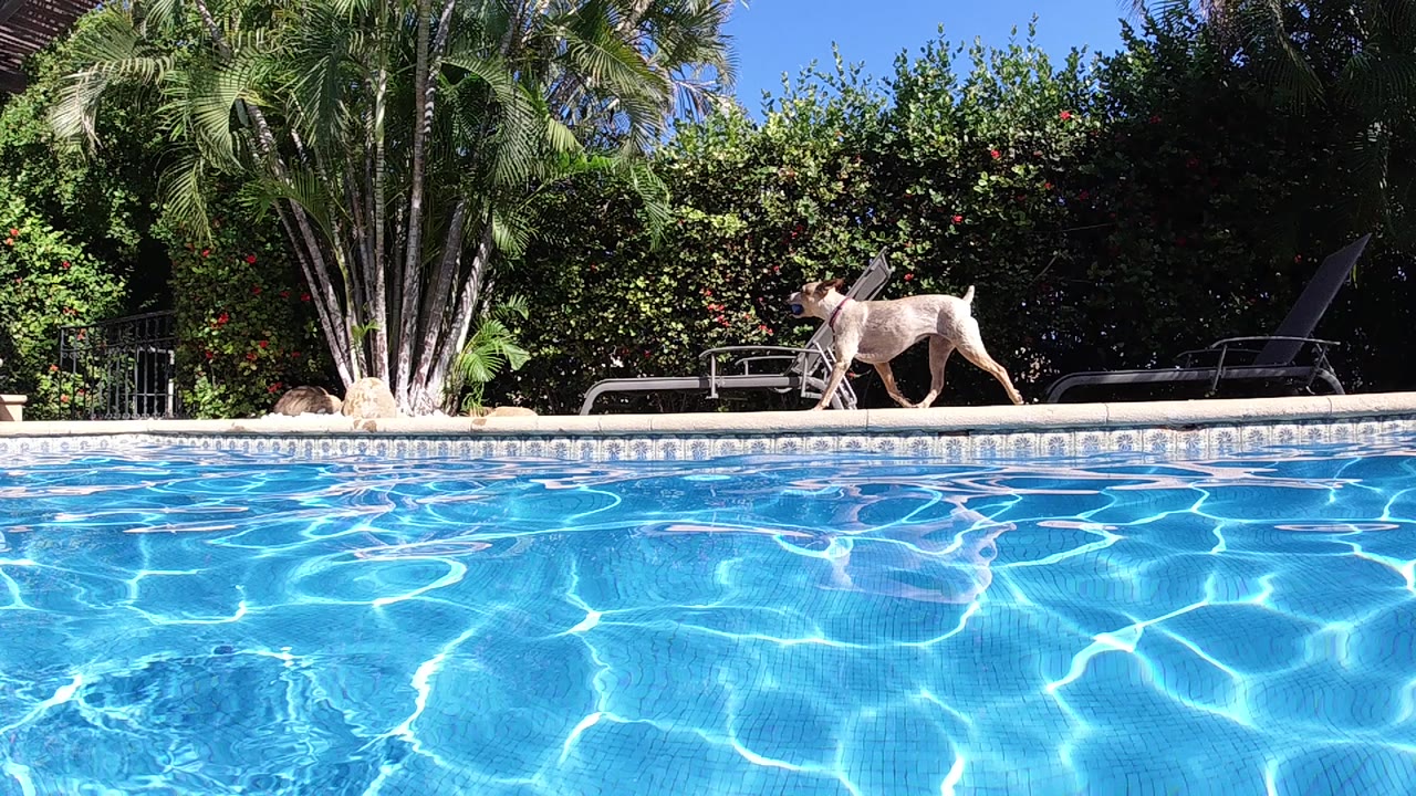 At the start of the Cabo clip, a tan dog walks along the far pool deck above bright blue rippled water, with palms and dense hedges behind it and no visible people.