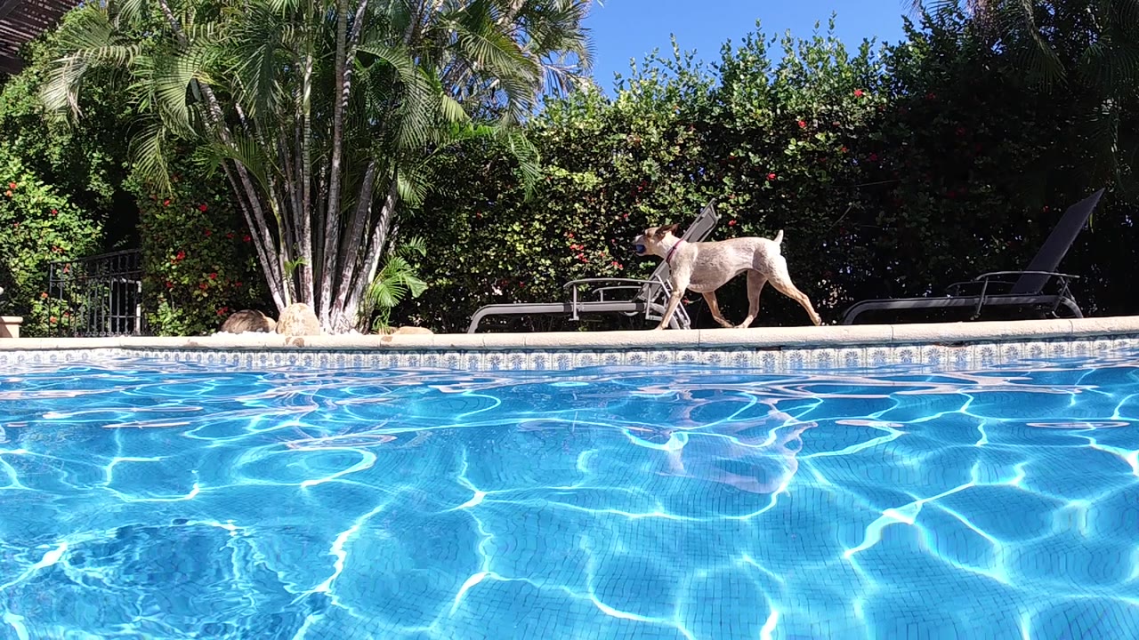 One second in, the dog continues across the poolside deck while sunlight reflects in broad white patterns across the blue water, with palms and hedge foliage in back and no visible people.