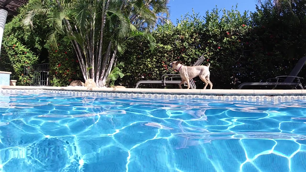 At 0:02, the dog is farther along the concrete edge, passing in front of palms and lounge furniture while the pool surface fills the lower half of the frame and no people are visible.