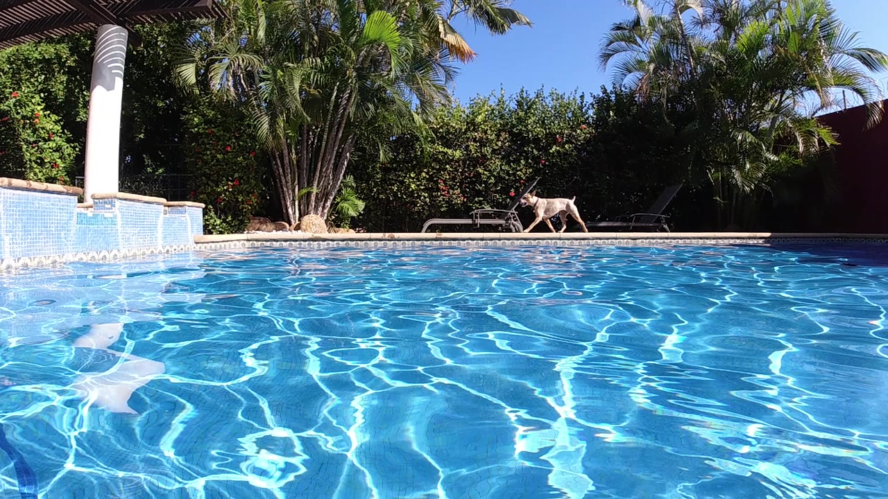 Low-angle view across a sunlit swimming pool in Cabo, Baja California Sur, Mexico; caustic and ripple patterns shift across the blue water surface while a white column, lounge chair, and tropical palms form the background under a clear sky; no people visible.