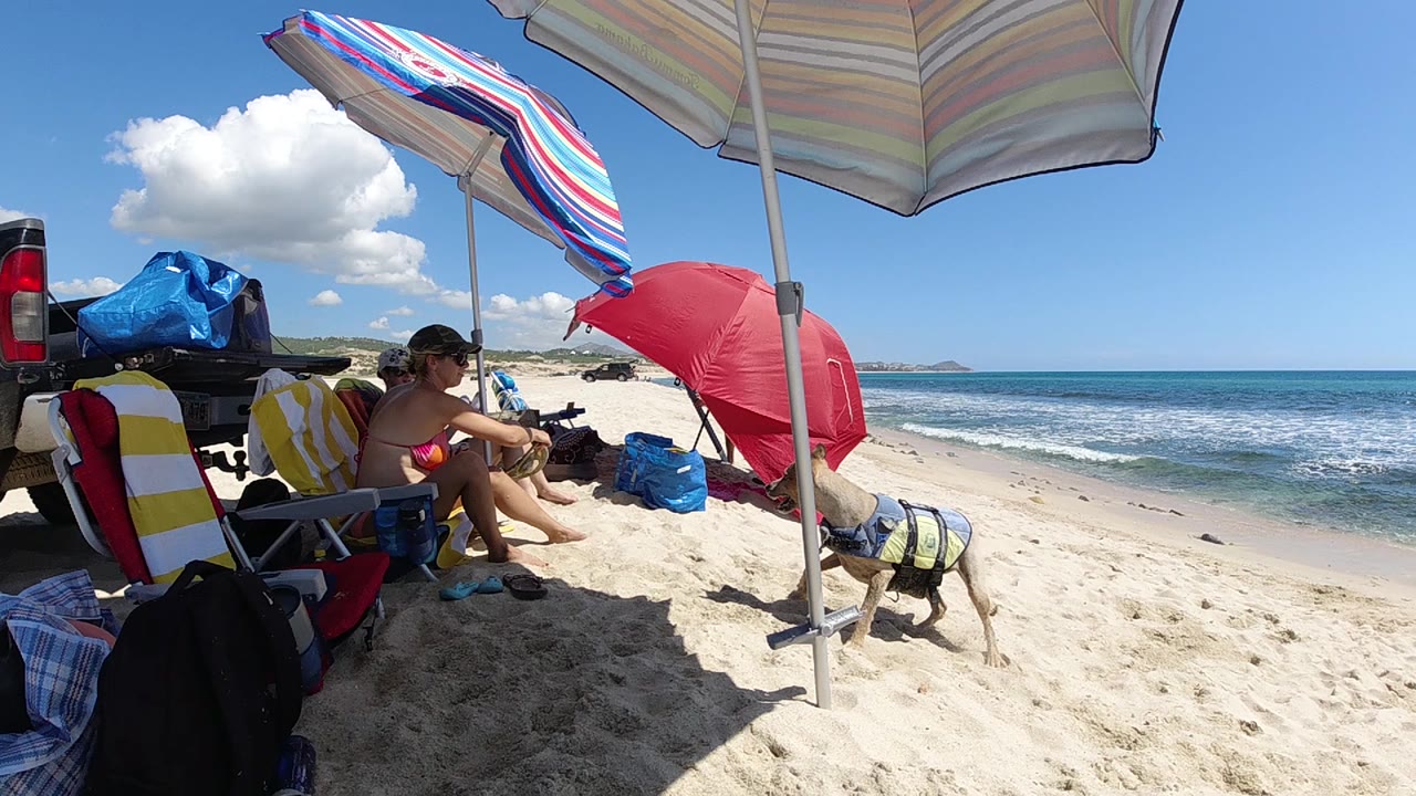 Dog on sand beside red umbrella with ocean in background.