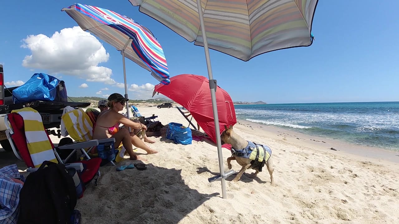 A small dog faces the open sand near shaded chairs, with a red umbrella, seated beachgoers, blue water, and a clear horizon visible in Cabo.