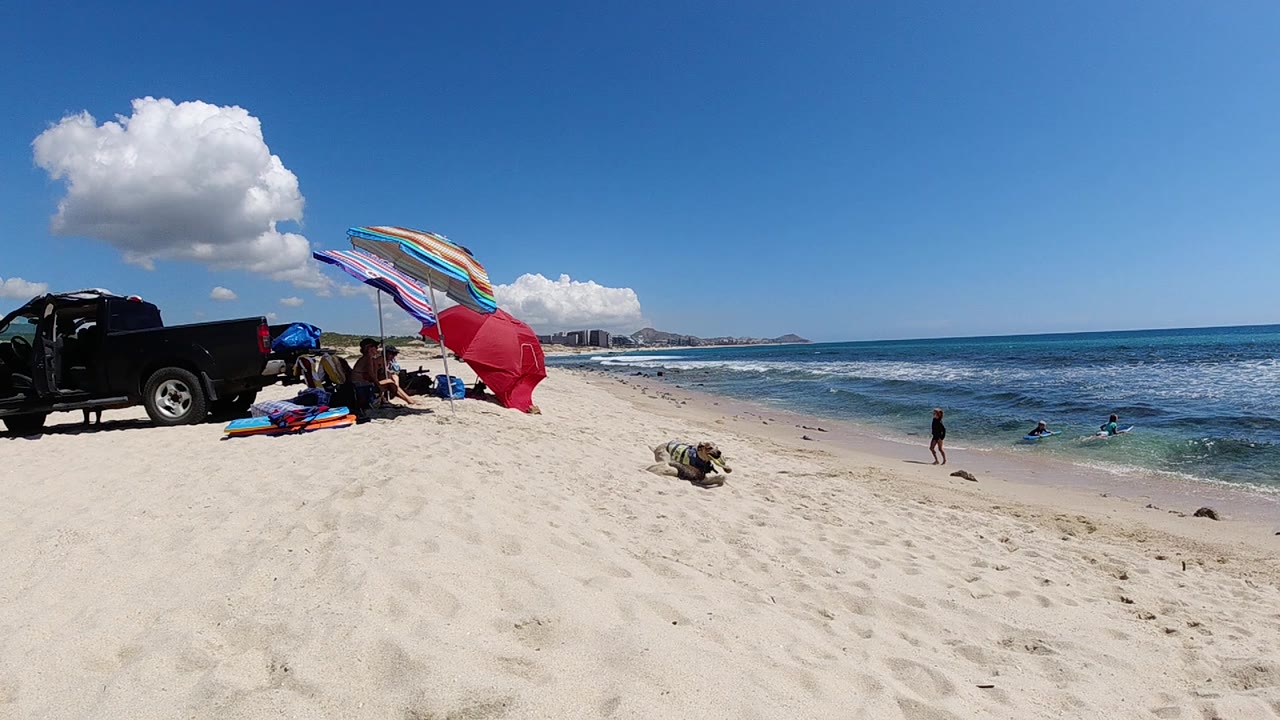 Pickup and umbrellas on bright sand with dog and ocean swimmers.