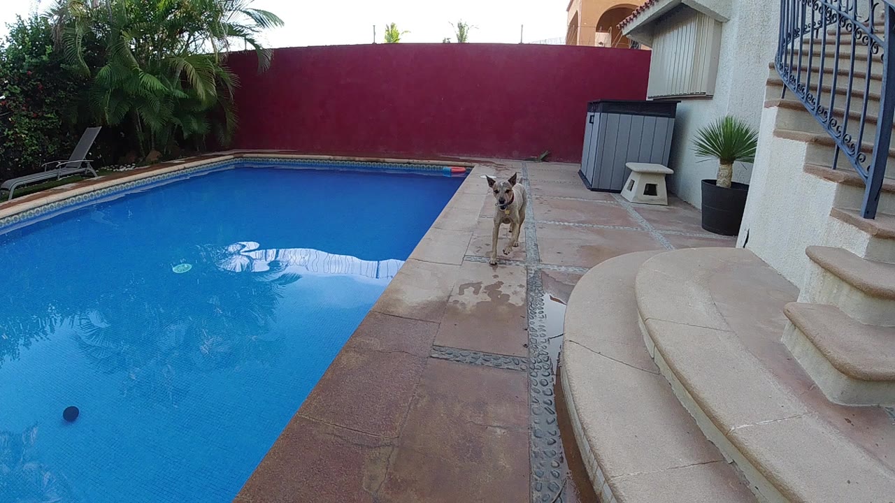 High-angle aerial shot of a residential swimming pool and curved concrete steps in Cabo, Baja California Sur, Mexico, with a tan dog standing small in the mid-ground on terracotta tile patio, no people visible