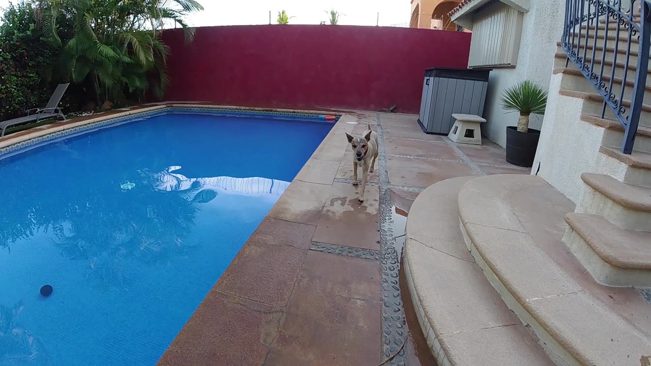 High-angle shot of a residential Cabo pool and terracotta patio with prominent curved concrete steps and a tan dog near the pool edge, no people visible