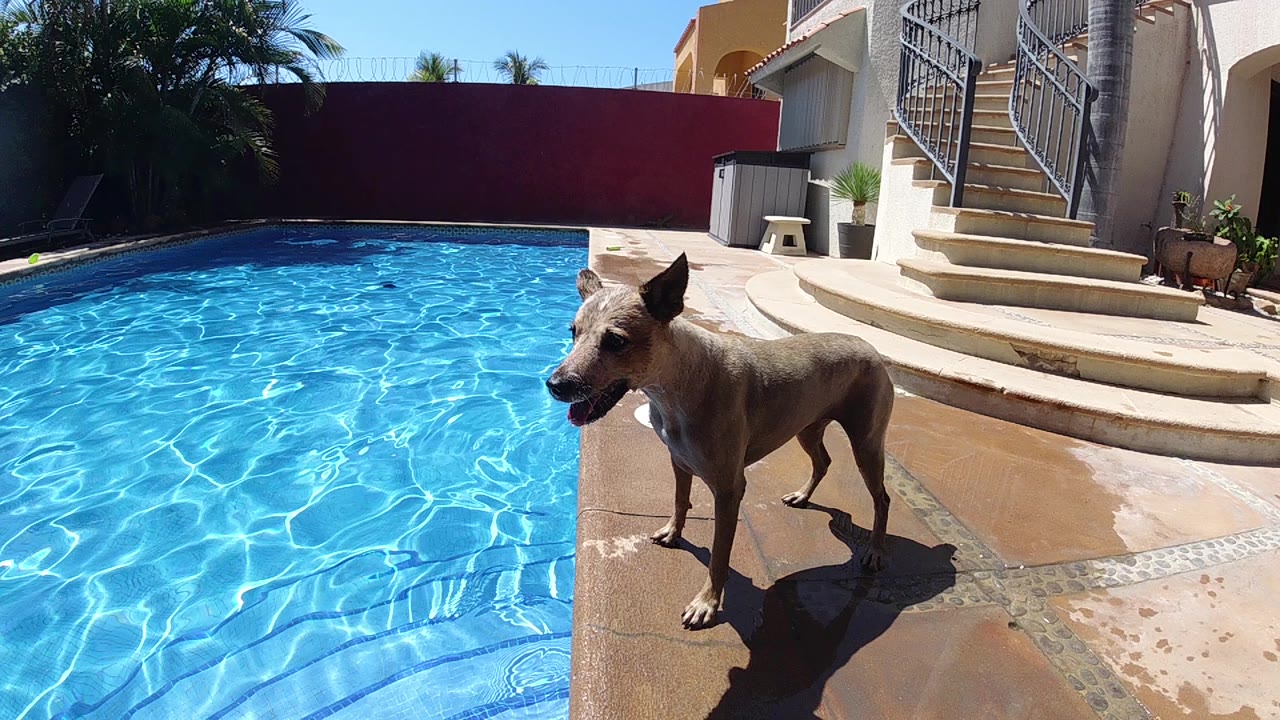 A tan dog stands on a wet stone deck beside a bright blue swimming pool in Cabo, Baja California Sur, with red wall, palm trees, stairs, and no visible people.