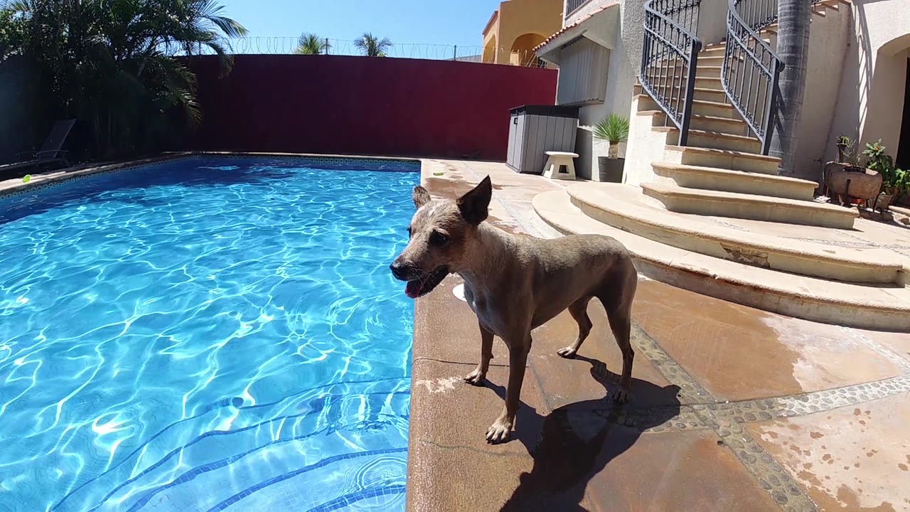 A tan dog stands alert on the wet pool deck while sunlight patterns move across the blue water, with the red wall and house steps visible in the background.