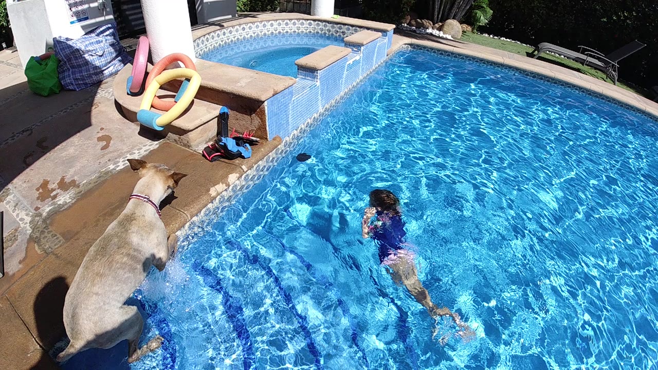 In Cabo, Baja California Sur, a young girl swims in bright blue pool water while a large light-colored dog stands on the wet deck near pool floats.