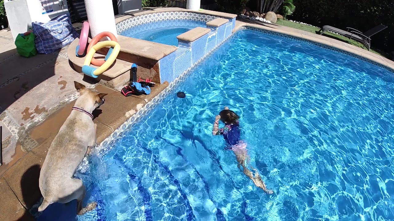 The girl swims across sunlit blue water while the large dog stands with its front legs near the pool edge on the deck.