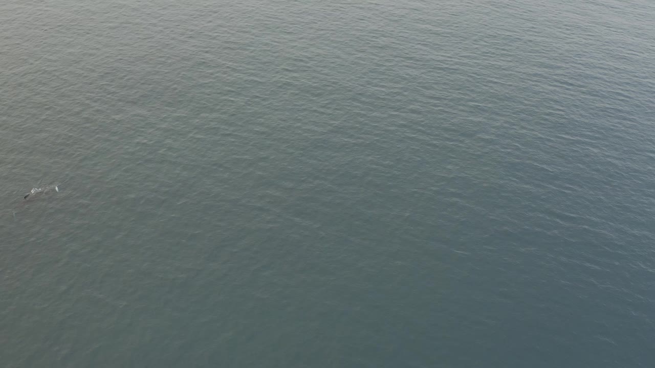A whale and calf appear near the left side of a high aerial frame over rippled grey-blue ocean, with no visible people.