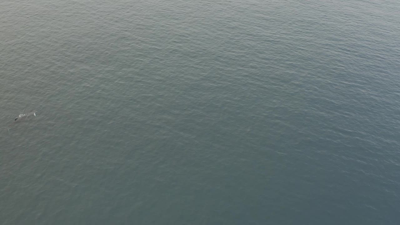 The whale and calf sit slightly farther into the aerial view, still surrounded only by textured grey-blue water and no visible people.