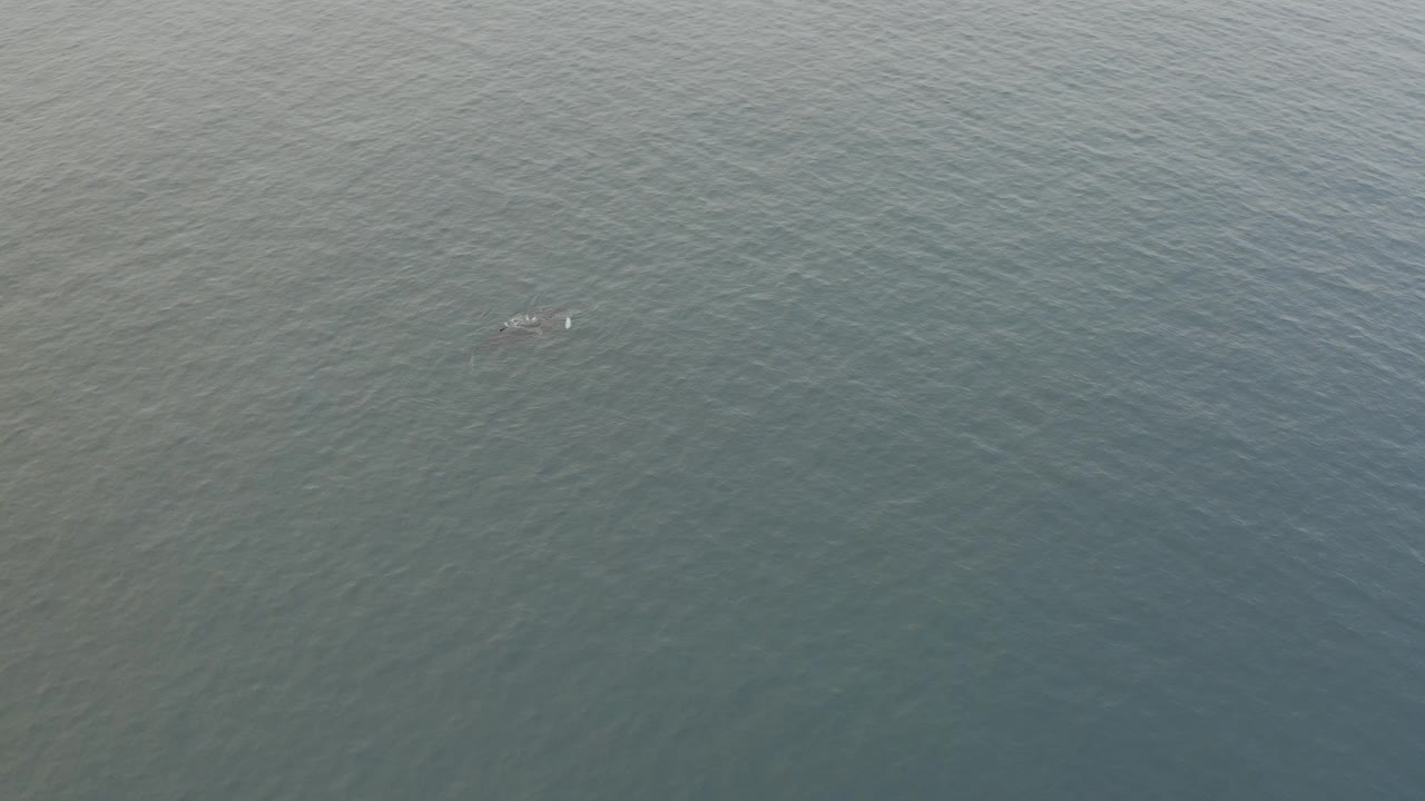 A top-down ocean view shows the whale and calf near the upper portion of the frame, with muted water color and no boats or visible people.