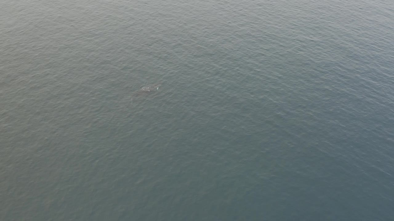 The whale and calf are faintly seen below or at the surface in a broad aerial field of grey-blue ripples, with no shoreline and no visible people.