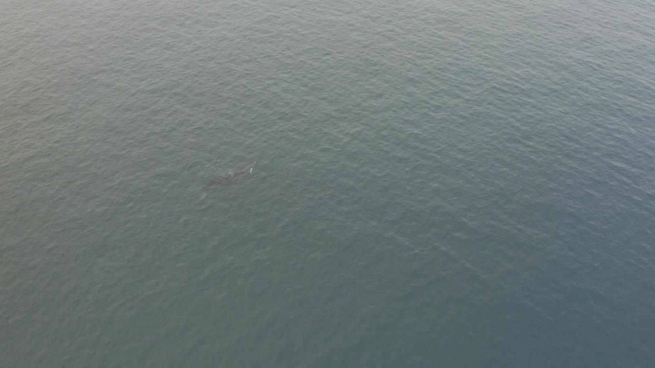 A whale appears faintly below the grey-blue ocean surface near the left side of a wide aerial frame, with no visible people or boats.