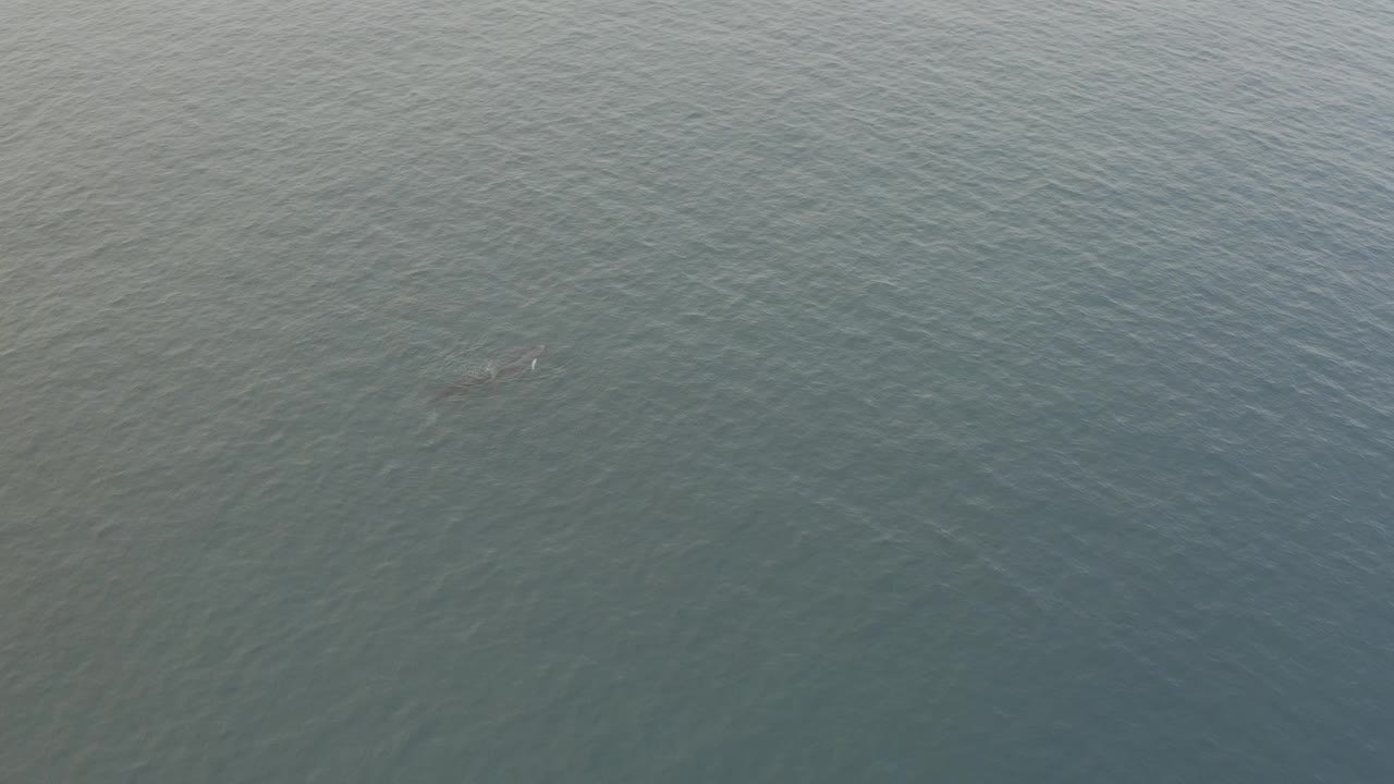 Small whale shape under textured ocean surface