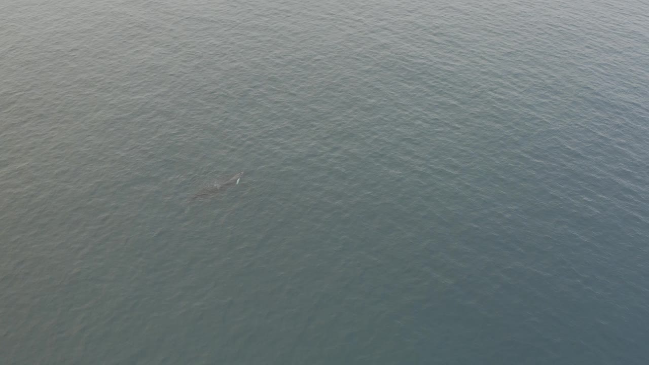 A faint whale form sits near the upper right portion of the frame beneath smooth grey-blue water, with no shoreline, vessels, or visible people.