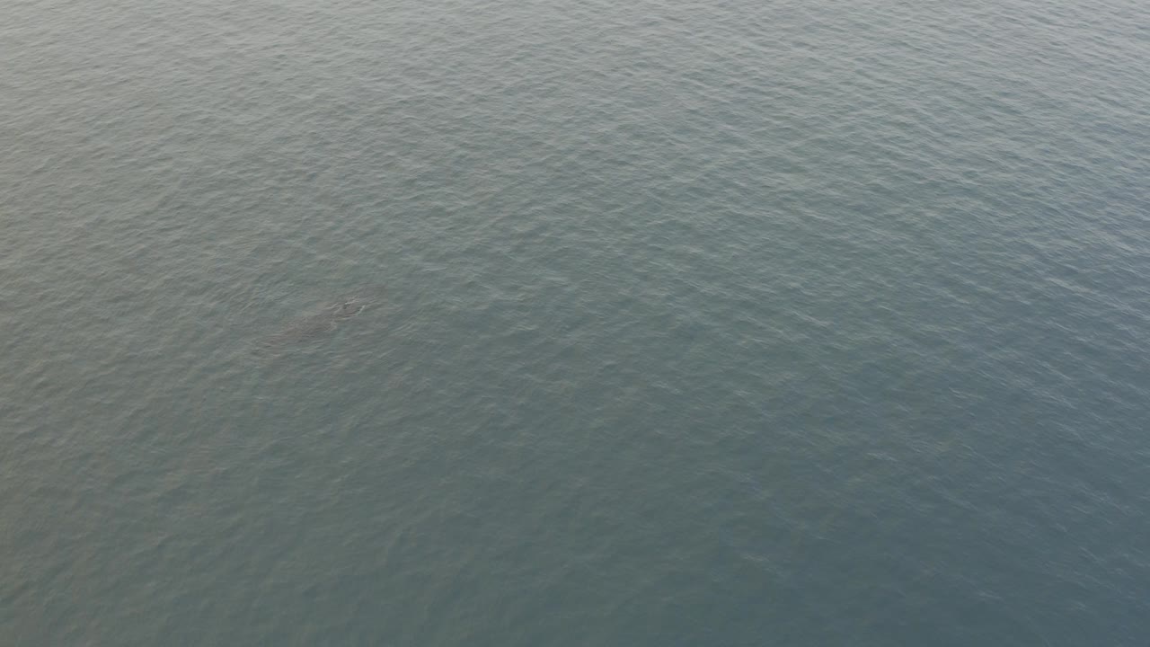 Top-down view of a dark whale silhouette just below rippled grey-blue ocean water, with no visible people or boats.