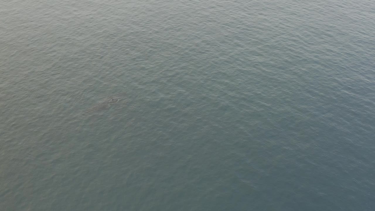 A dark whale shape sits under the lightly rippled ocean surface, surrounded only by grey-blue water and no visible people.