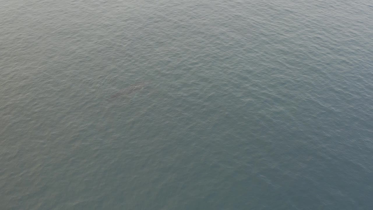 The whale remains visible as a soft dark form beneath open grey-blue water, with the surrounding surface broken by small ripples.