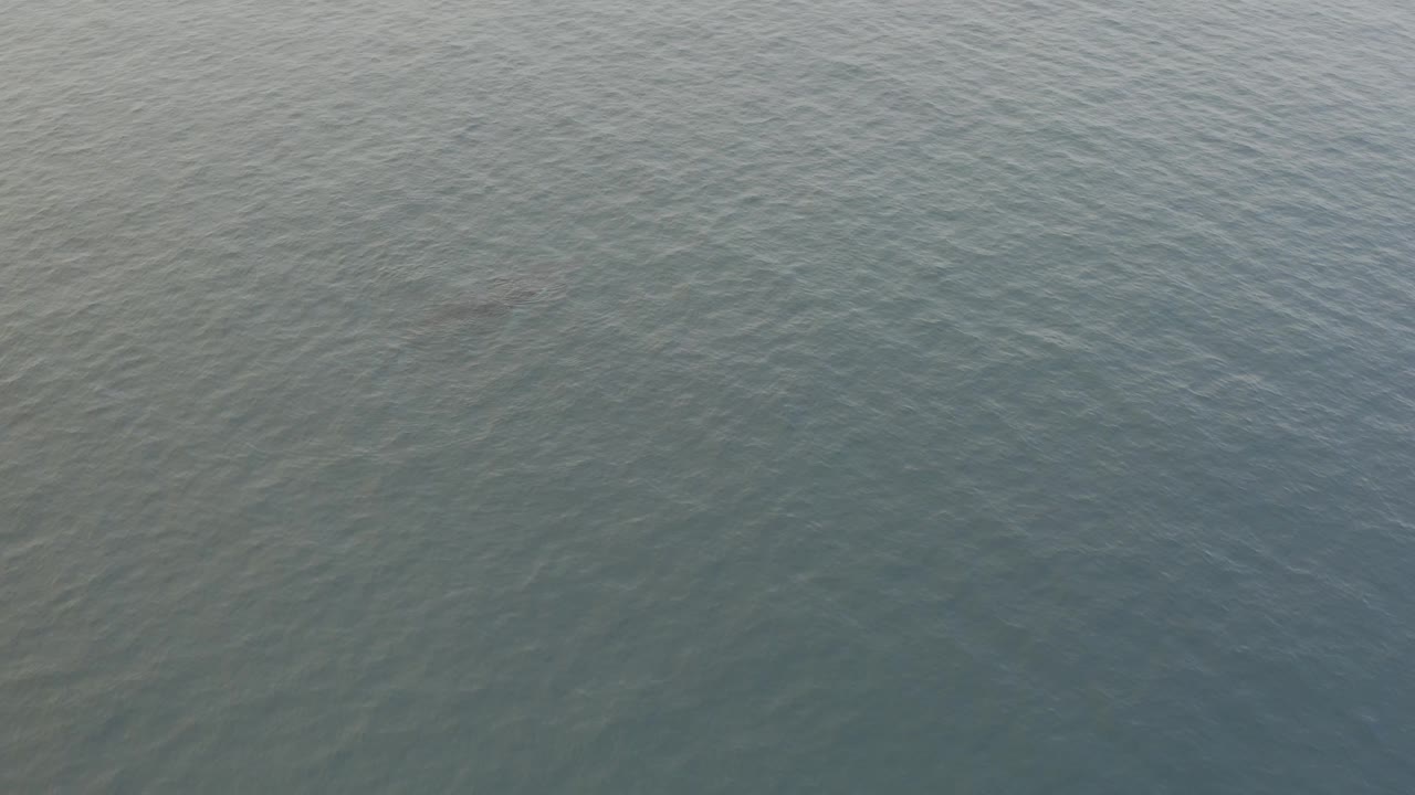 Whale shadow below pale rippled ocean surface