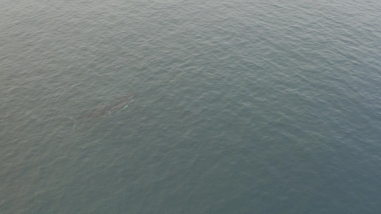 Grey-blue ocean surface with a faint whale shape below the water